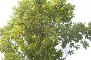 kratom-tree